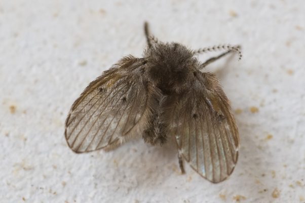Ruồi cánh bướm - Clogmiaalbipunctata