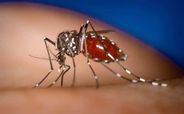 Muỗi vằn nguyên nhân gây bênh sốt xuất huyết Dengue