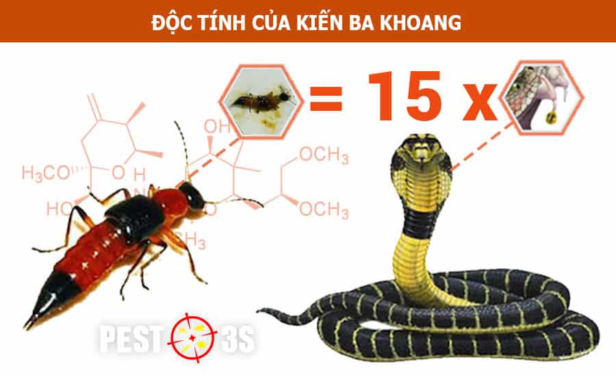 Độc tính của Kiến ba khoang gấp 15 lần lọc độc của rắn hổ mang
