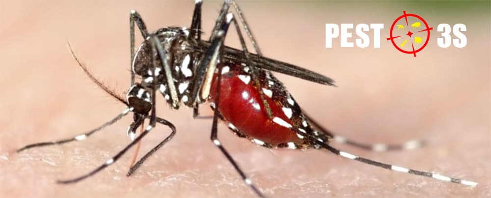 Muỗi Aedes (Muỗi vằn) truyền bệnh sốt xuất huyết
