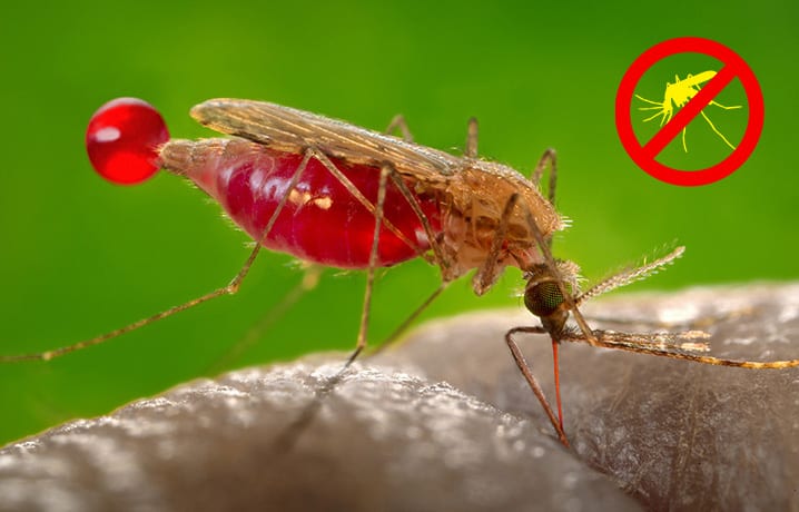 Muỗi sốt xuất huyết