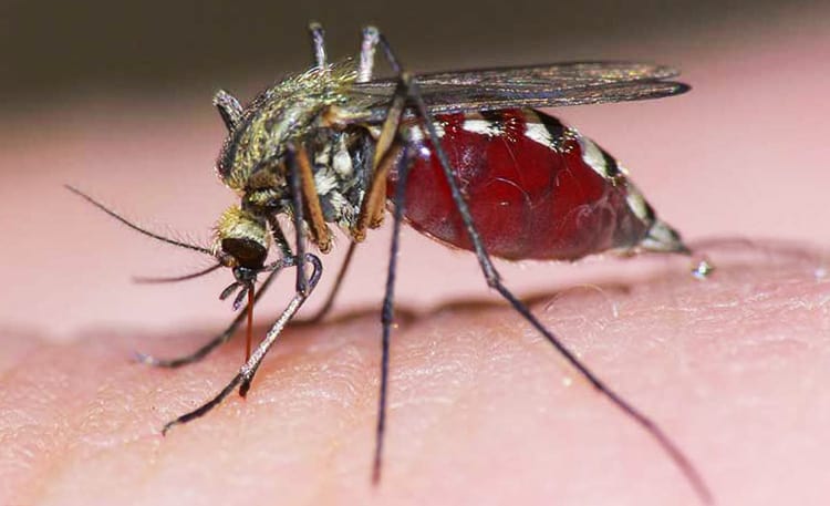 Muỗi truyền bệnh sốt xuất huyết rất nguy hiểm