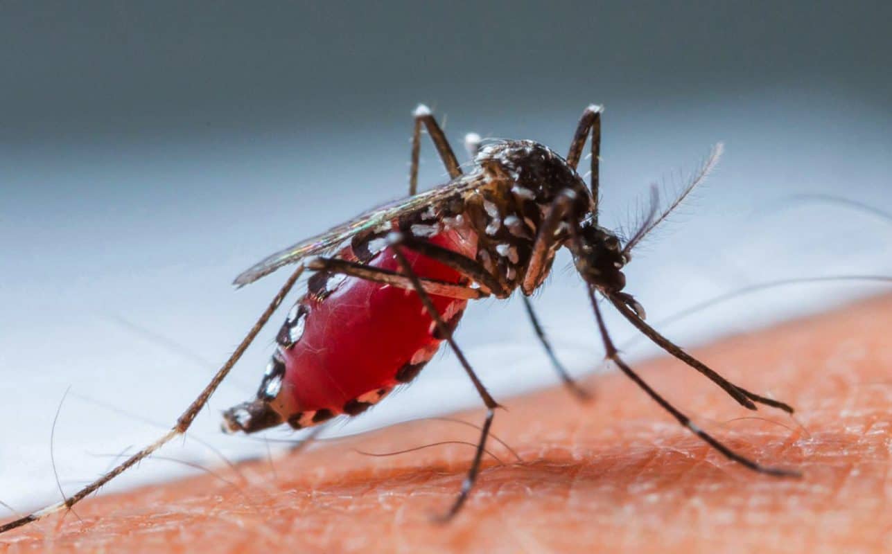 Muỗi truyền bệnh sốt xuất huyết