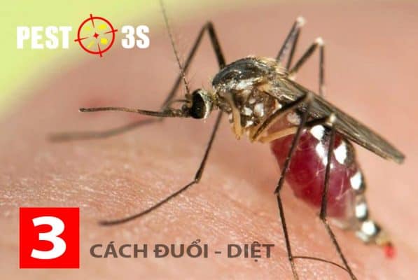 3 cách đuổi muỗi hiệu quả - diệt muỗi tận gốc