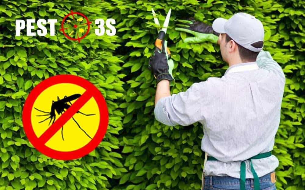 Cắt tỉa cây chống muỗi