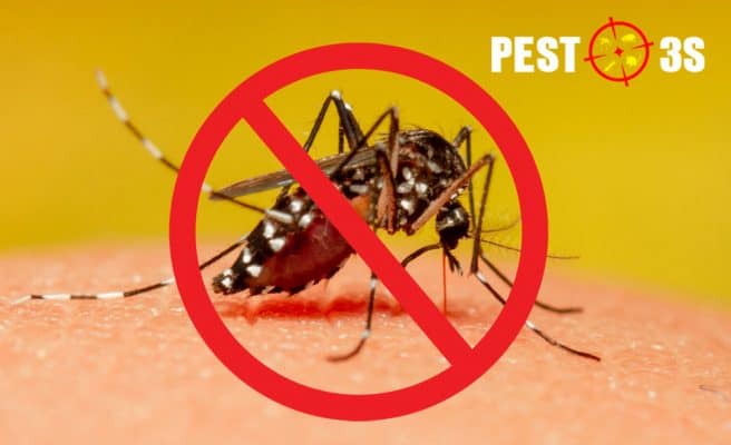 Phun thuốc diệt muỗi và diệt côn trùng tại nhà