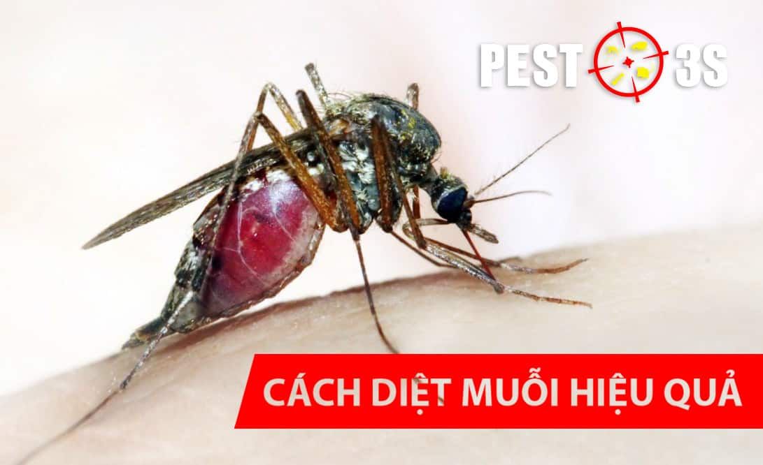 Loài muỗi và cách diệt muỗi hiệu quả